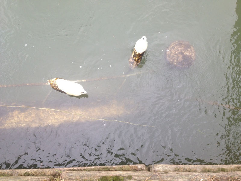 spencers phone 1264 spencers phone 1264